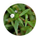 Eclipta Alba(False Daisy)