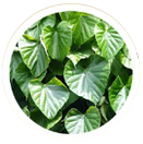 Tinospora Cordifolia(Gurjo)