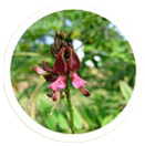 Indigofera Tinctoria( True Indigo)