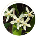 Wrightia Tinctoria(Pala Indigo)