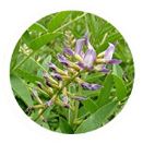 Glycyrrhiza Glabra(Liquorice)