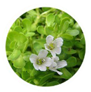 Bacopa Monnieri( Water Hyssop)